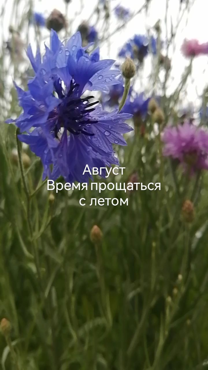 katerinka.vb в LOOKY. . Доброе, ещё летнее, ...