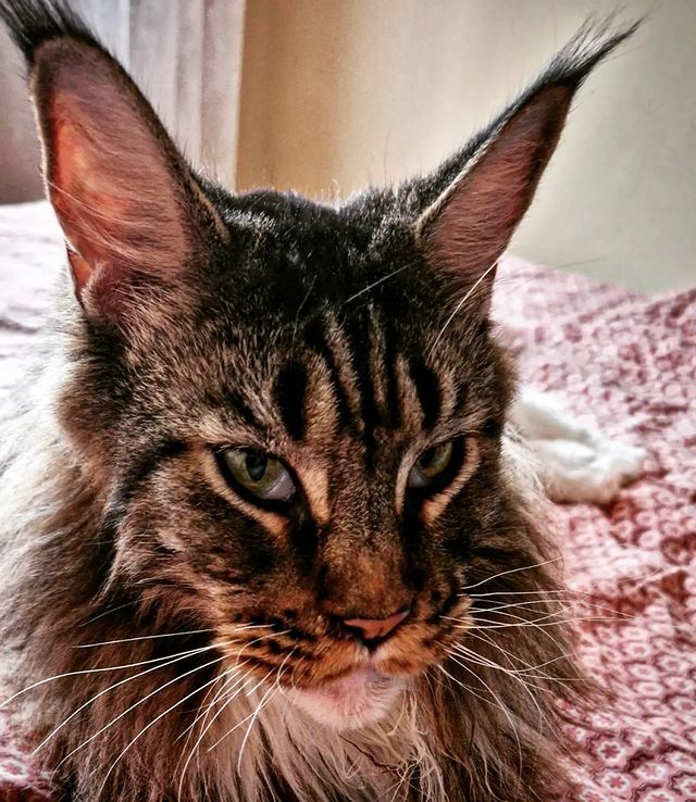 papatramp в LOOKY. #Ричард,#мейнкун,#mainecoon. Мистер Серьёзность
#...