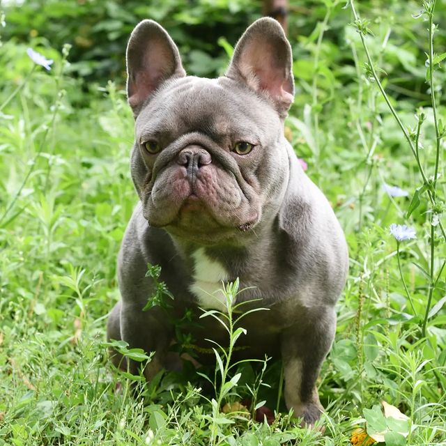 nastasya.lipbulldog в LOOKY. . Есть свободные малыш...