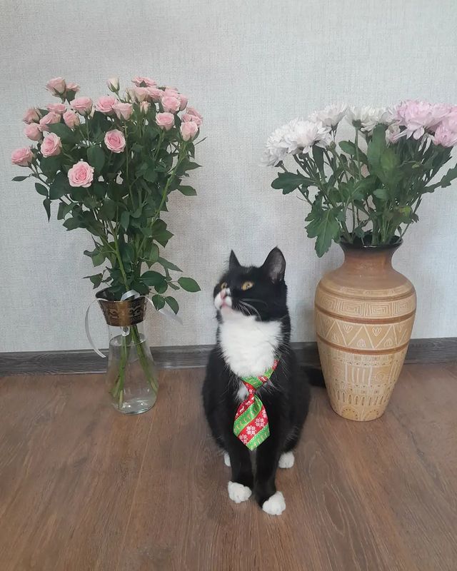 elena270elena в LOOKY. #поздравляю,#деньрождения,#кот,#котики,#инстакот,#коты,#котейка,#cat,#catlover,#cute,#kitty,#fannycat,#котикиправятмиром,#смешнойкот,#мурзик,#мурзилка,#лайкивзаимно. Дорогая мамочка,
С д...