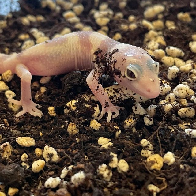 exzoopark_by в LOOKY. #exzoopark_by,#машамузасоколовская,#эублефар,#эубрефары,#eublepharismacularius,#eublepharis,#reptile. Малыш №11 сезона 202...