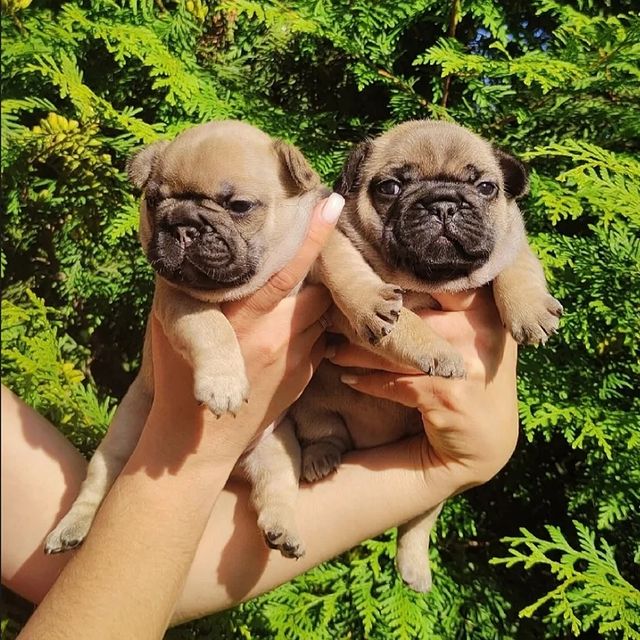 nastasya.lipbulldog в LOOKY. #loveabulli,#frenchuepuppy,#frenchuesofinstagram,#frenchielife,#ilovemyfrenchie,#frenchielove,#frenchbulldogsofinstagram,#instafrenchie,#bulldogfrances,#frenchieoftheday,#theworldofbullies,#dailyfrenchie,#frenchiepups,#frenchies1,#frenchie,#frenchiephotos,#frenchbulldogsrock,#frenchbully,#thefrenchiepost,#fab_frenchie,#ig_bullys. Мои личные маленькие...