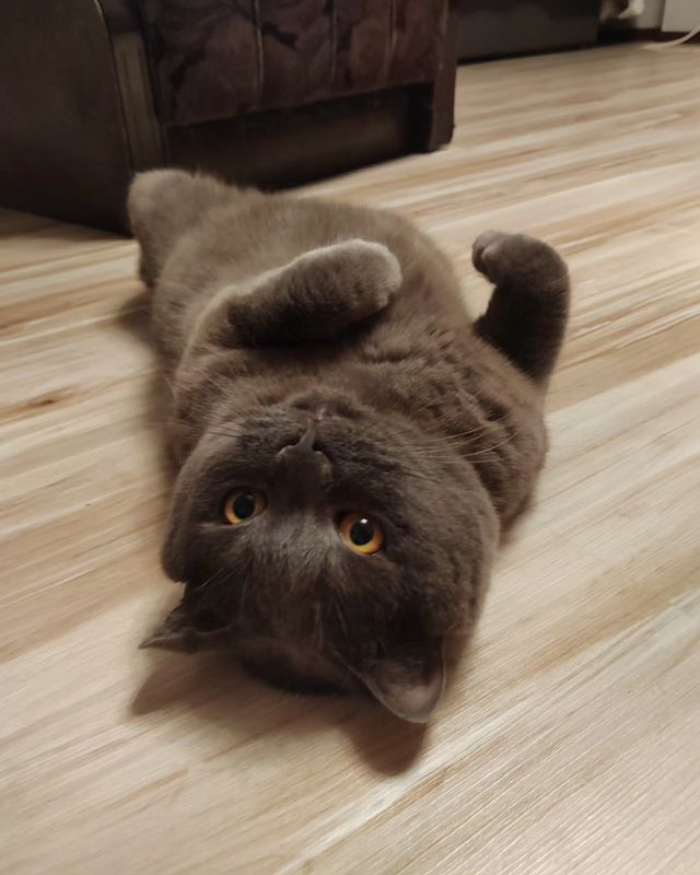 egomoyurova в LOOKY. . ❤❤❤#кот#британец