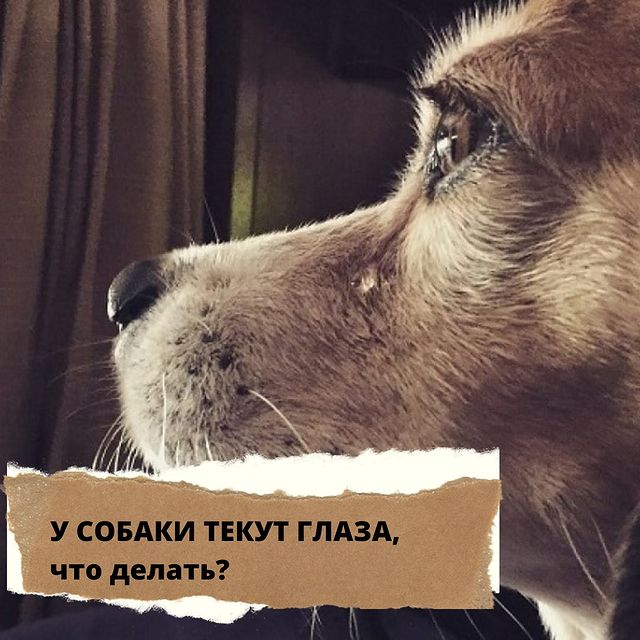 lucky_dog_kapunoff в LOOKY. #luckydog#kapunoff#лакомстваДляЖивотных. У СОБАКИ ТЕКУТ ГЛАЗА...