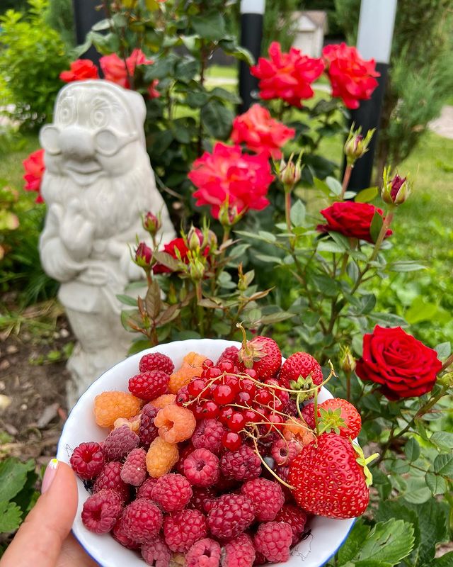 catherine___garden в LOOKY. #мойсад🏡🌳🌲🌳. Моменты уходящего ле...