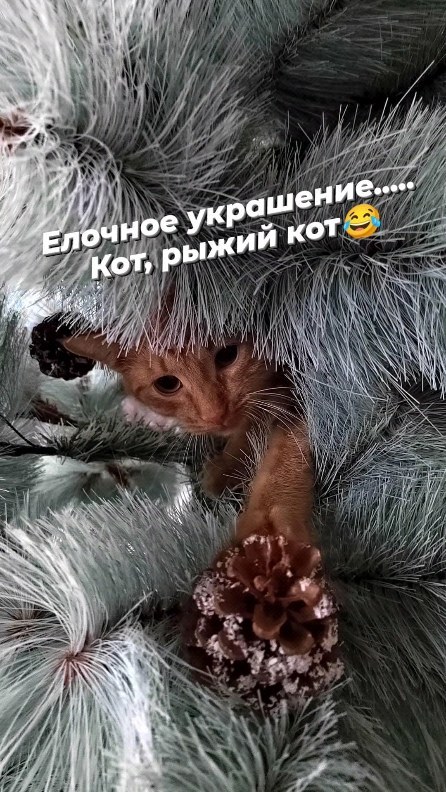 alaistel в LOOKY. . null