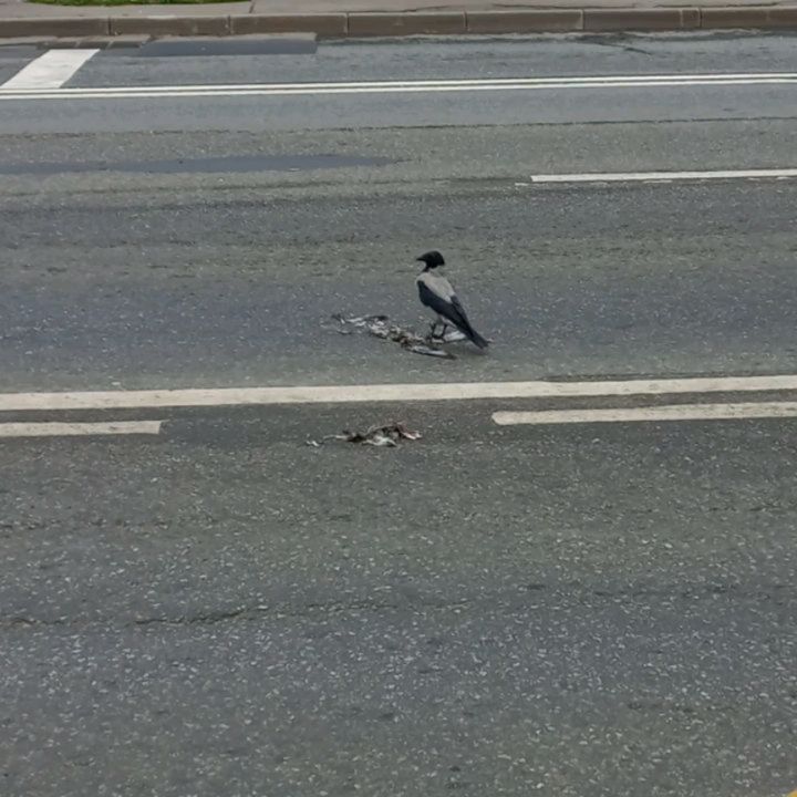 ta_damo4ka в LOOKY. . Зарисовки городского...