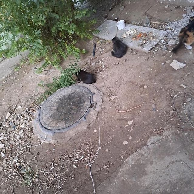 dinara.g8 в LOOKY. . Нужен дом для котят ...