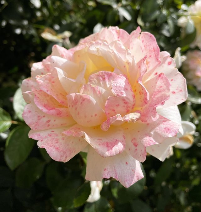 ceaseafire в LOOKY. #Rose#Nature#Flower#SummerDay#Forest. #Rose#Nature#Flower#...