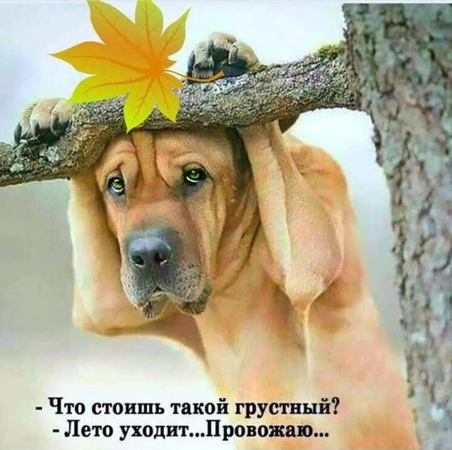 olgasergeevnasolo в LOOKY. . null