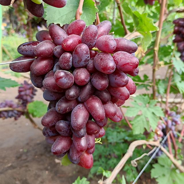 kinel_vinograd в LOOKY. . Внезапно заработал И...