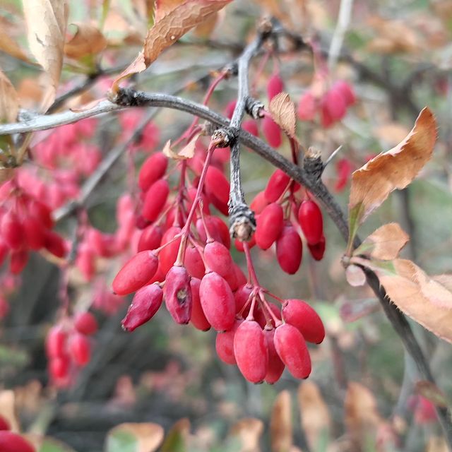kinel_vinograd в LOOKY. . На первый взгляд осе...