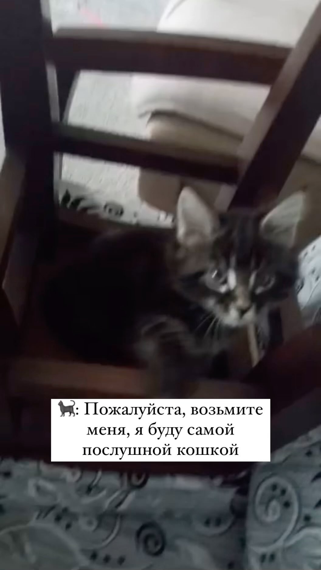 brow_lami.krd в LOOKY. . Ожидание/реальность ...