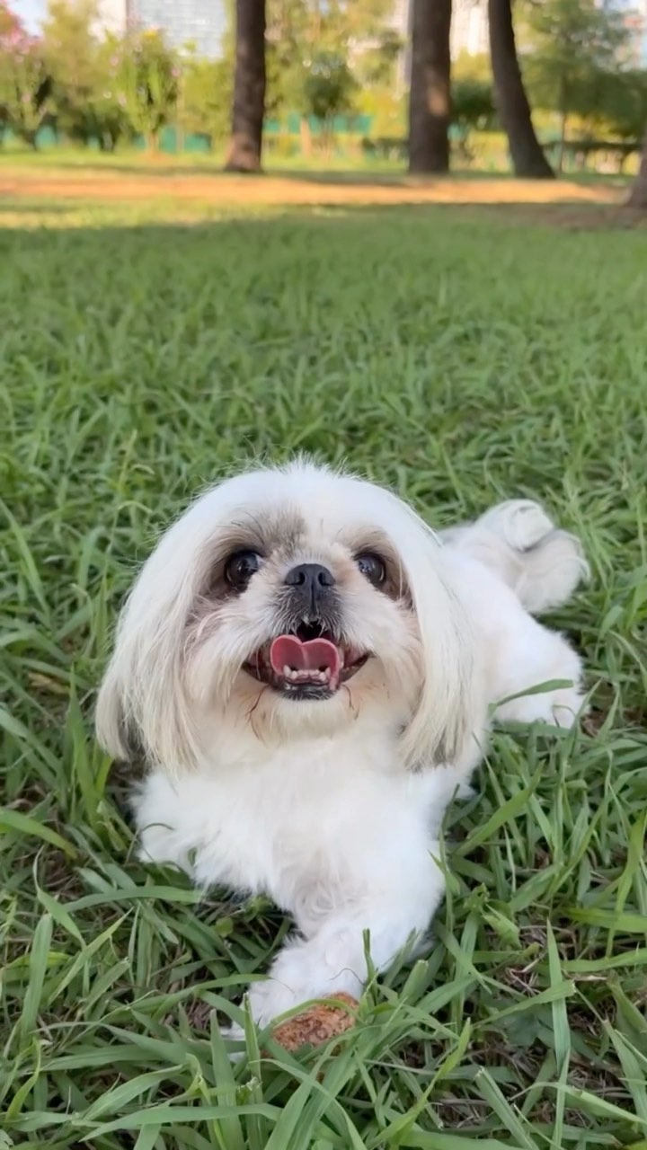 ruslanoldprofile в LOOKY. . 🥰🐶🏕️🏝️
Лучшие мо...
