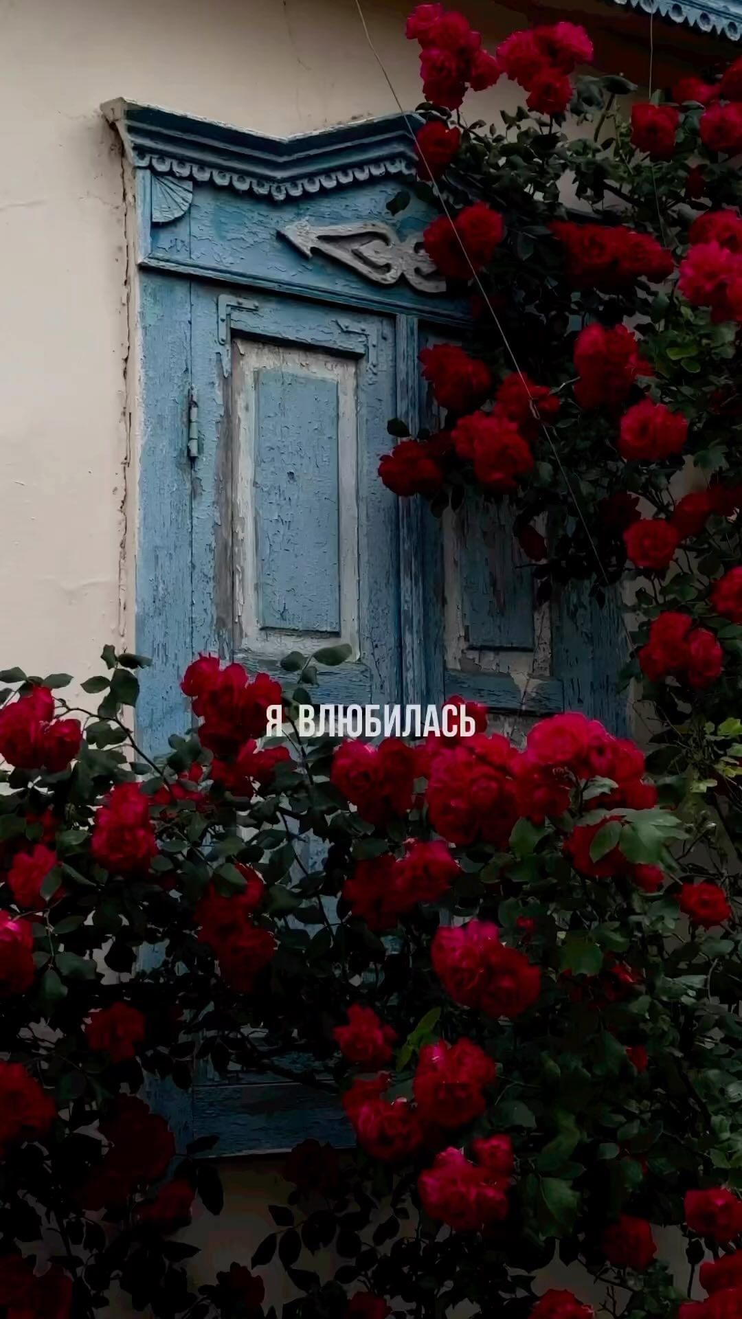𝑩𝑰𝑳𝑨𝑳 𝑴𝑬𝑻𝑰𝑺 в LOOKY. . null