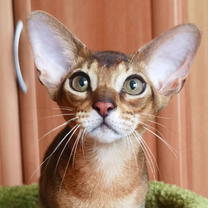 adamas_aby в LOOKY — фото 5