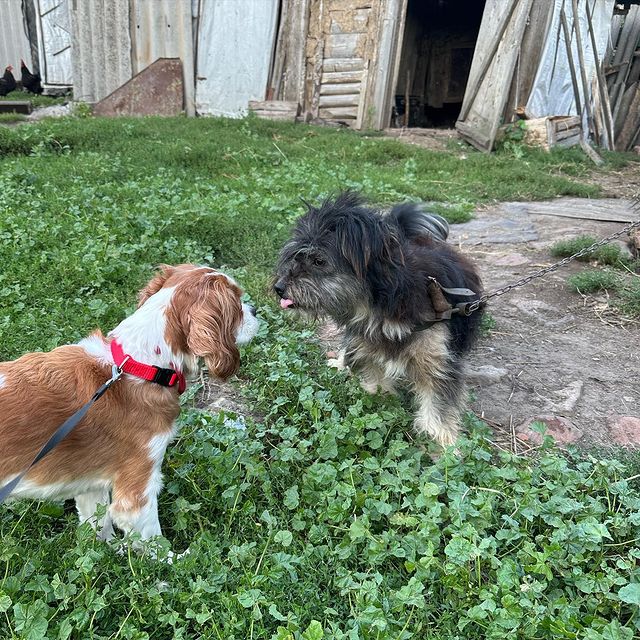 alinaizberlina в LOOKY. #кавалеркингчарльзспаниель,#cavalierkingcharlesspaniel,#этолюбовь. «Леди и бродяга»
Ист...
