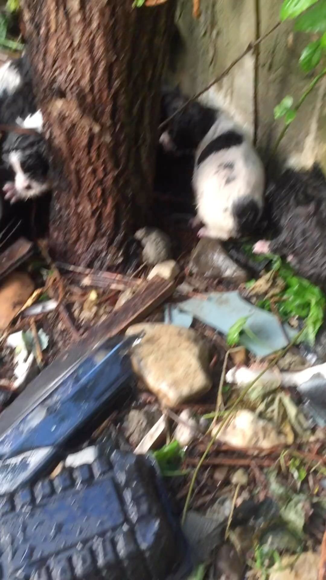 811mila в LOOKY. #спасинепокупай,#онихотятжить,#помогите,#счастьевдом,#щенки_туапсе,#плюшка_туапсе. Все эти 10 щенков бы...