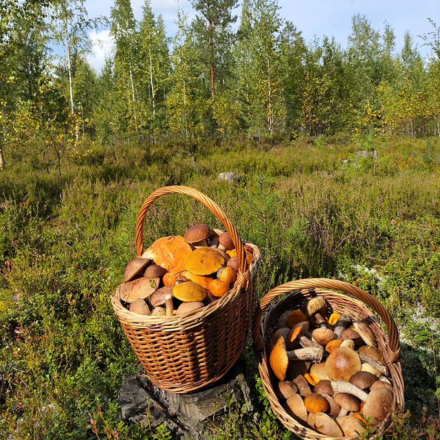 svetuliyalisa в LOOKY. #приключениярядом,#кислород,#наединесприродой,#прогулки,#грибы,#полеснымдорожкам,#осень,#кайф. Сентябрь пришёл 🌞
#...