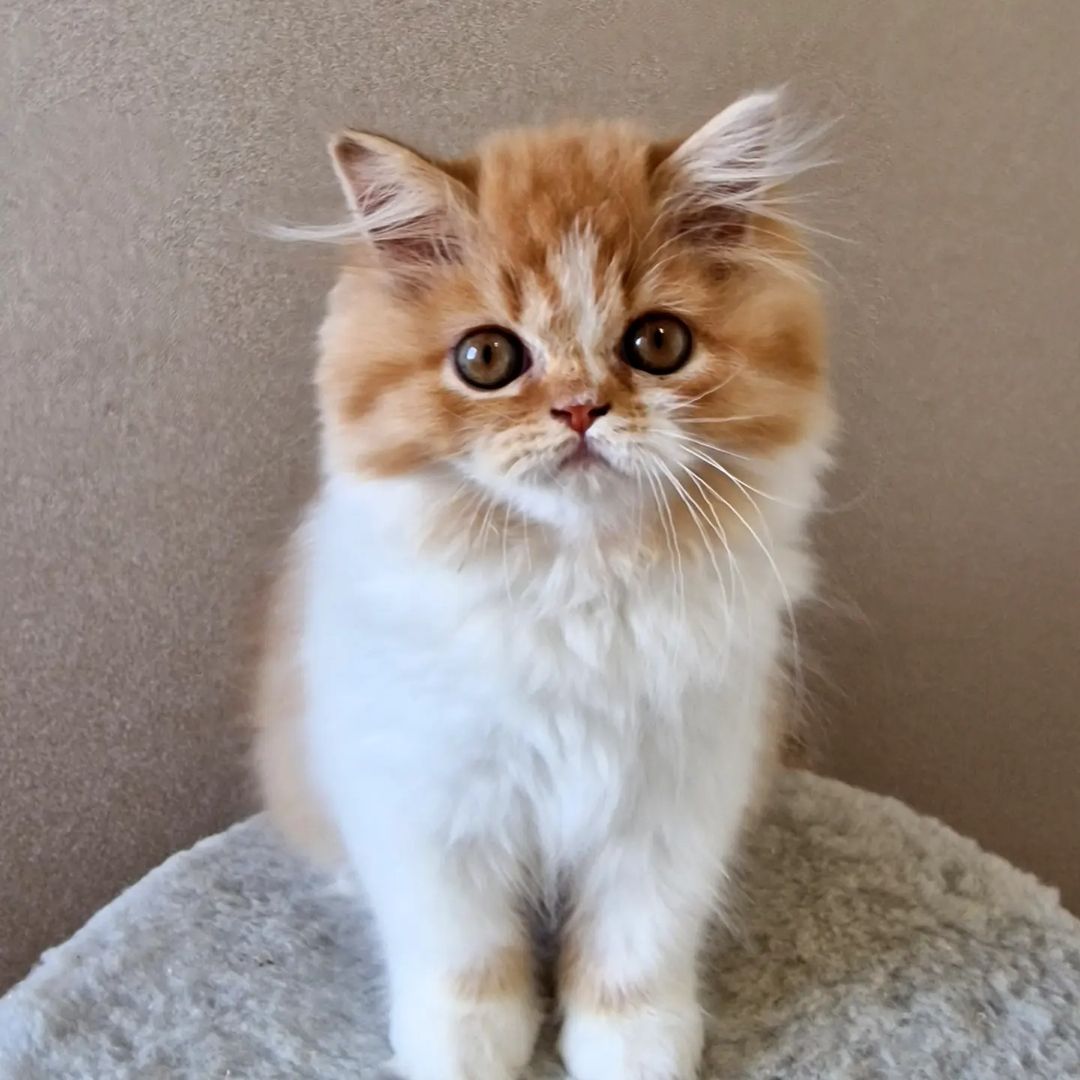 kittens_scottishfold_longhair в LOOKY — фото 2