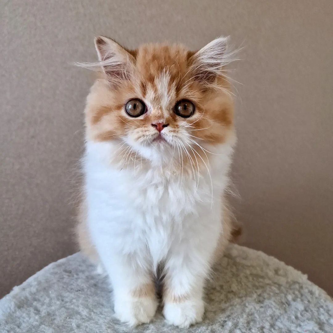 kittens_scottishfold_longhair в LOOKY — фото 3