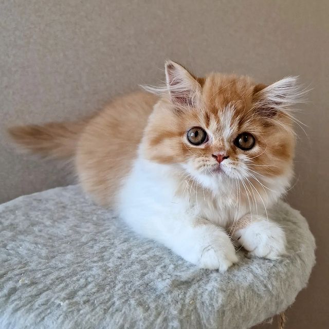 Вислоухие шотландские котята в LOOKY. #cat,#catstagram,#fold,#highlandfold,#cats_of_instagram,#kitten,#scottishfoldlonghair,#catsgram,#instacats,#catlover,#cotofinstagram,#instacats,#cotofinstagram,#petstagram,#kittensofinstagram,#animal,#,#scottishfoldcat,#kitty,#amazingcat,#kittycat,#kittens,#yourdailycat,#cutecat,#animals,#catsfollower,#scottishfoldkitten,#ねこ部,#猫,#. ♥️female , 1months

...