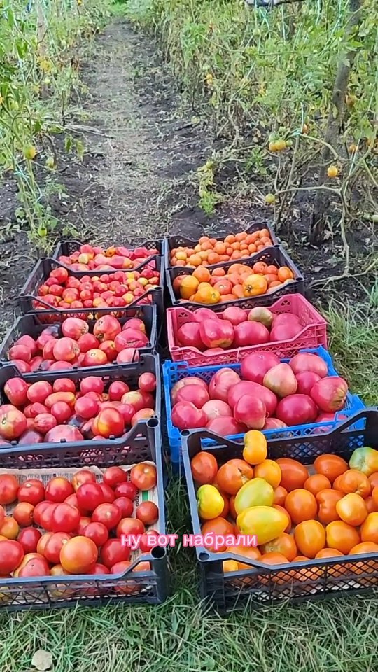 violaolkhova в LOOKY. . Продолжаем собирать ...