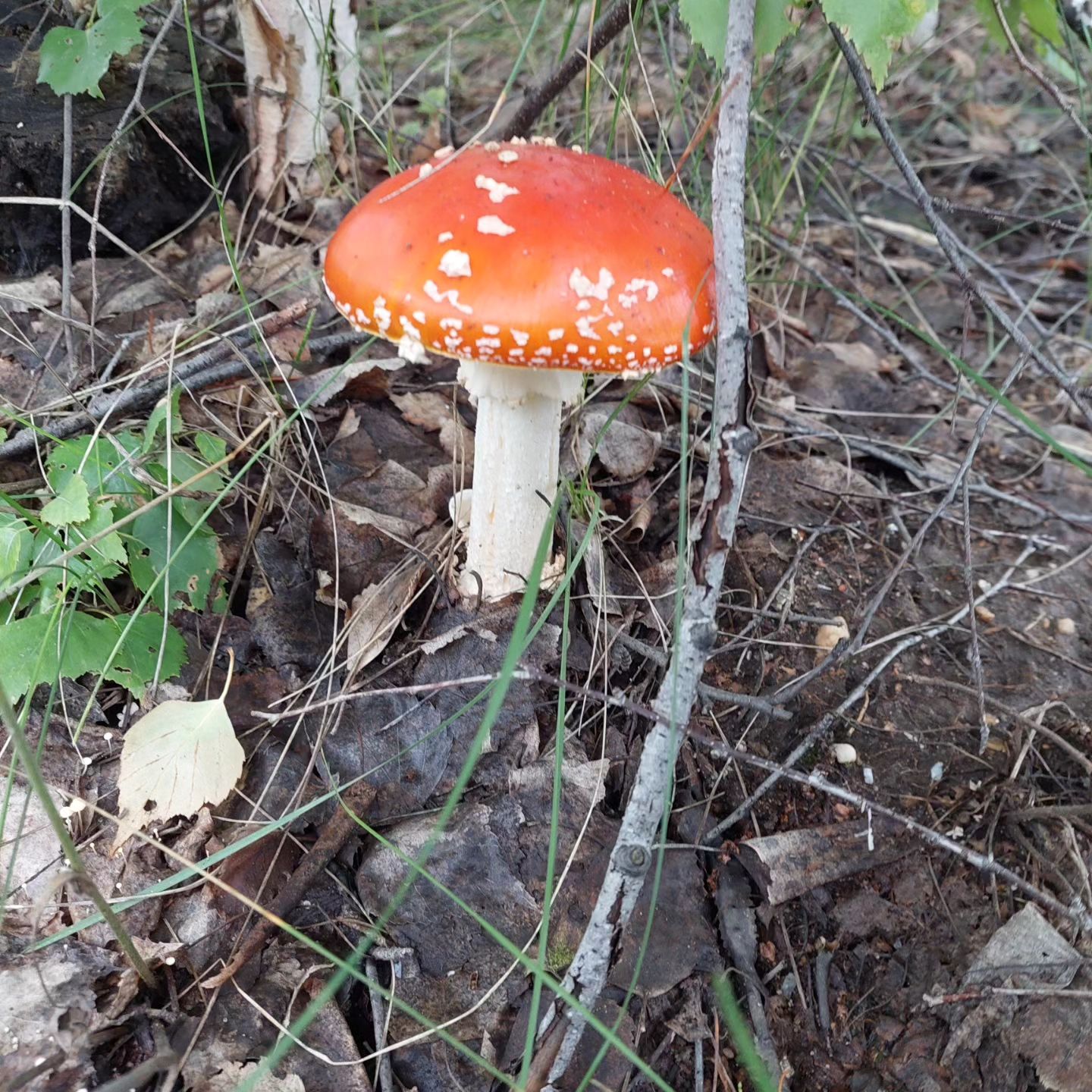 esv1971.74 в LOOKY. #лесноепоместье🌲🍀🌿🌳,#прогулкаполесу#грибыгрибы#нашудивительныймир🍄. #лесноепоместье🌲🍀�...