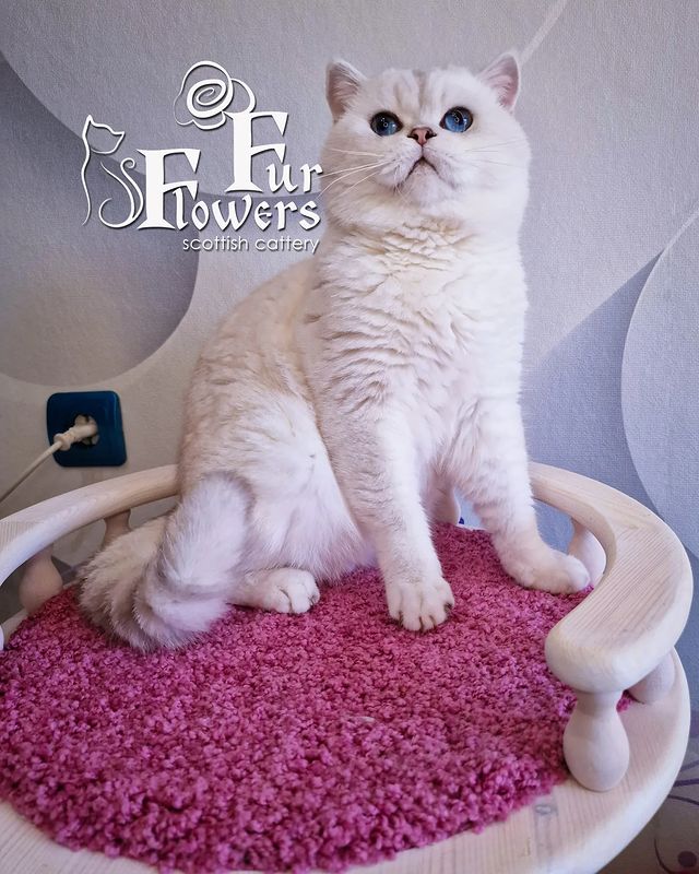 fur_flowers_cats в LOOKY. . Кого-то давно не был...