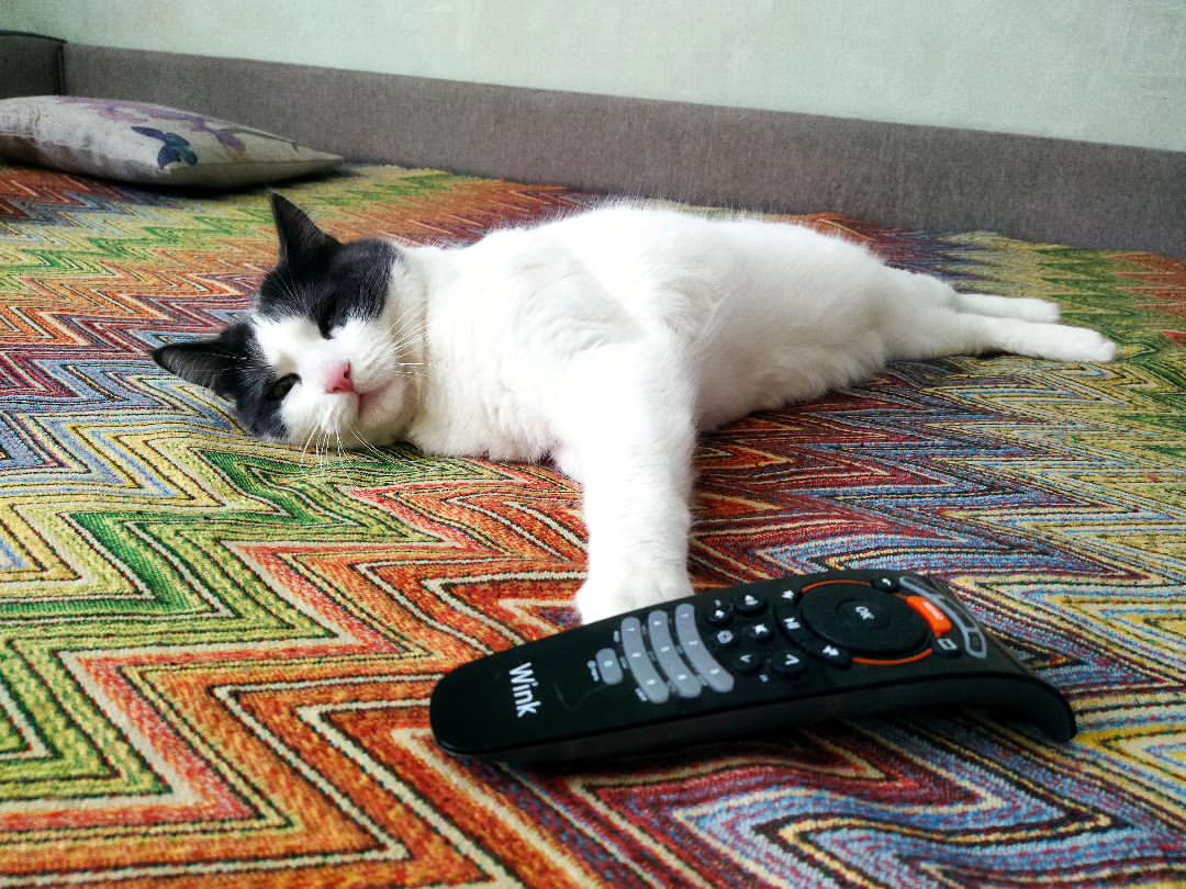 larisa_i_zhora в LOOKY — Что значит, Жора дай пульт?🤔 Приди 🐾🐾 и возьми! 😉