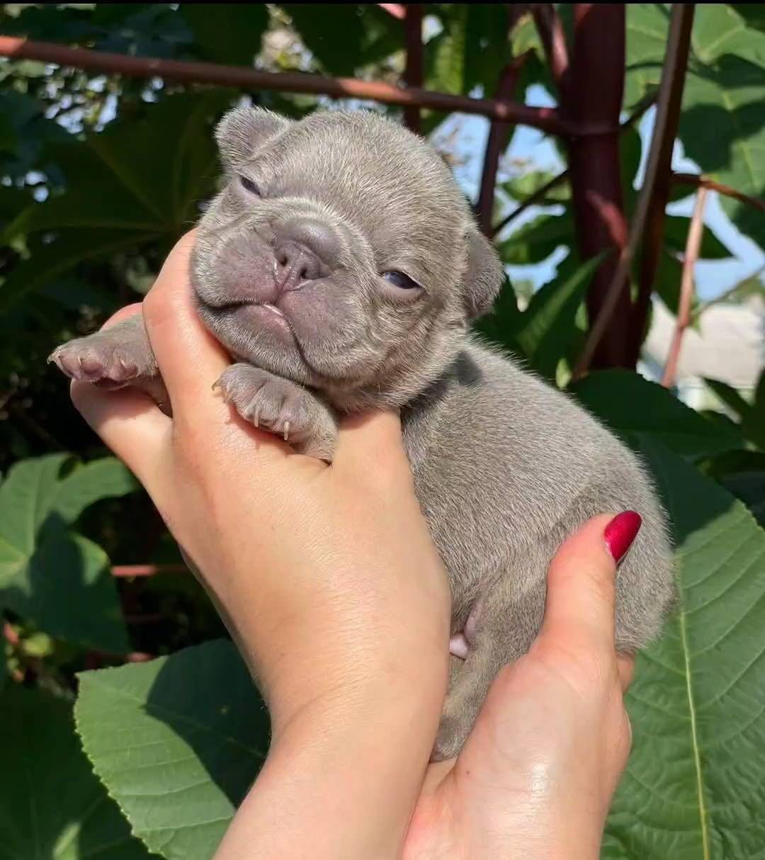 nastasya.lipbulldog в LOOKY. #loveabulli,#frenchuepuppy,#frenchuesofinstagram,#frenchielife,#ilovemyfrenchie,#frenchielove,#frenchbulldogsofinstagram,#instafrenchie,#bulldogfrances,#frenchieoftheday,#theworldofbullies,#dailyfrenchie,#frenchiepups,#frenchies1,#frenchie,#frenchiephotos,#frenchbulldogsrock,#frenchbully,#thefrenchiepost,#fab_frenchie,#ig_bullys. Как быстро два года ...