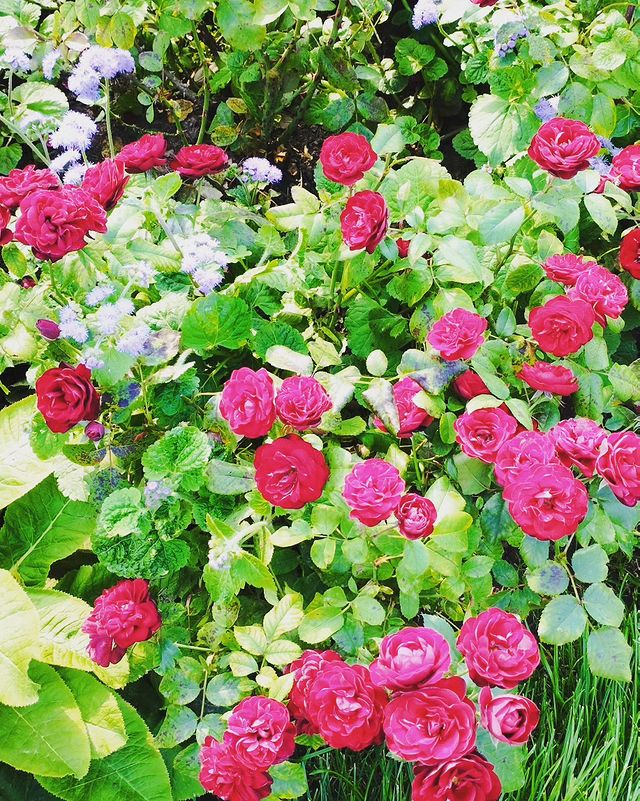 masyanya_mur_ в LOOKY. . null