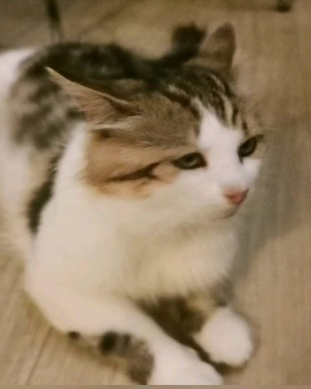 kosichka_fip в LOOKY. #кот-Грустняш. Такие ласковые коты ...