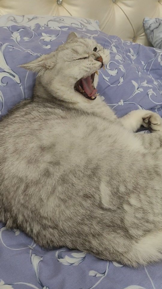 pavlovsky_maxim в LOOKY. #Тимоша72😊,#котики,#котик,#котэ,#котята,#котенок,#коты,#котейка,#котя,#котяра,#котятки,#котёнок,#Тюмень,#Тюмень72,#британец,#bro,#cat,#animal,#pet. Сказ про #Тимоша72😊...