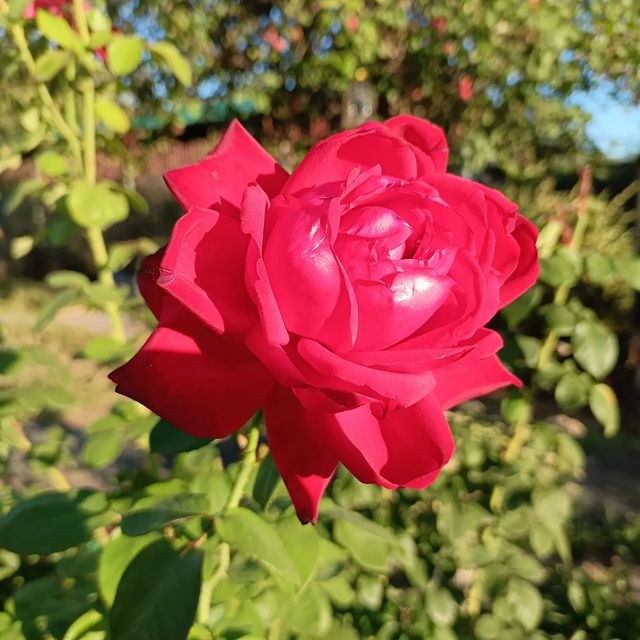 NOM в LOOKY. . null