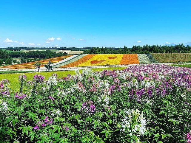fidelity_jukai в LOOKY. #晴れ,#花,#美しい. 美瑛町の花畑体験
美瑛町の景色は本当に美...