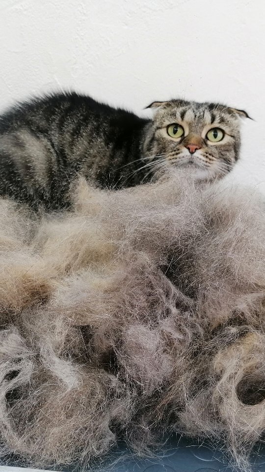 groomer_ufa_ в LOOKY. #грумернагаево,#зоосалонуфа,#грумерелена,#кот,#еленастарикова,#грумералексеевка,#функциональныйгруминг,#elenastarikova,#groomerelena,#groomer,#groomerufa,#groomingufa,#groomingcat,#groomer_ufa,#cat. Вместо бритья у нас ...