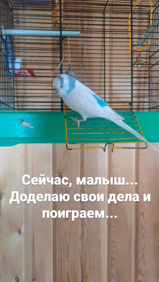 olga_numerolog_napozitive in LOOKY. #ятебявсегдабудупомнить#моемаленькоесердечко#веселыймалыш#мальчикгоша. #ятебявсегдабудупомн...