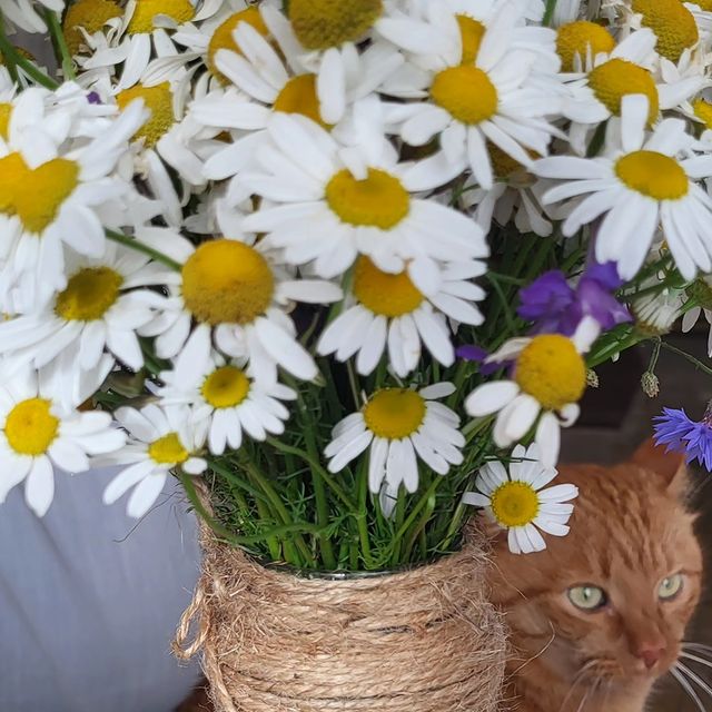 alekxandr55595 в LOOKY. #сентябрьромашки#. #сентябрьромашки# ры...