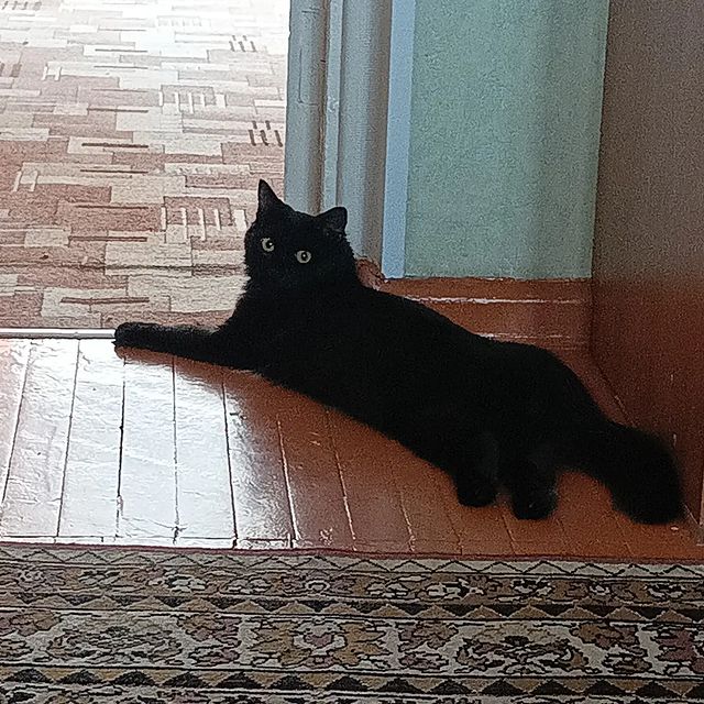 20.black_cherry в LOOKY. . null