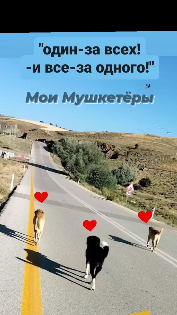 tropikanka.eko в LOOKY. #друг,#вдруг,#небросаем,#мушкетеры,#похрустим,#горы,#не_болейте,#гололед,#диета,#алиса,#конопушки,#женский_огород,#куроутки. СПАСИБО ВСЕМ ОГРОМНО...