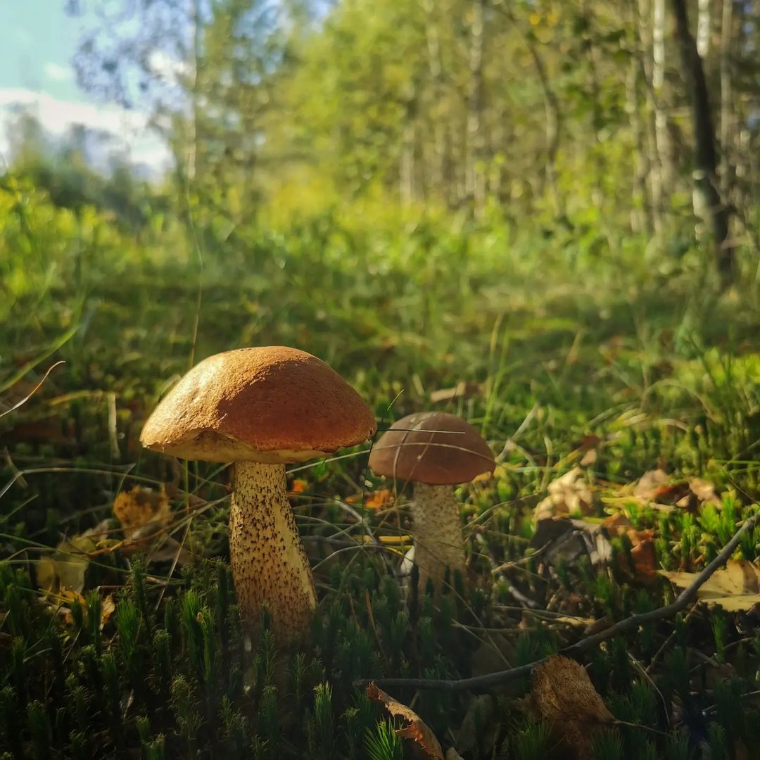 chugaystr в LOOKY — Эх,  что то не идёт осенння волна белых у  нас,  одни  подос