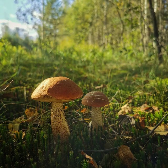 chugaystr в LOOKY. . Эх,  что то не идёт ...