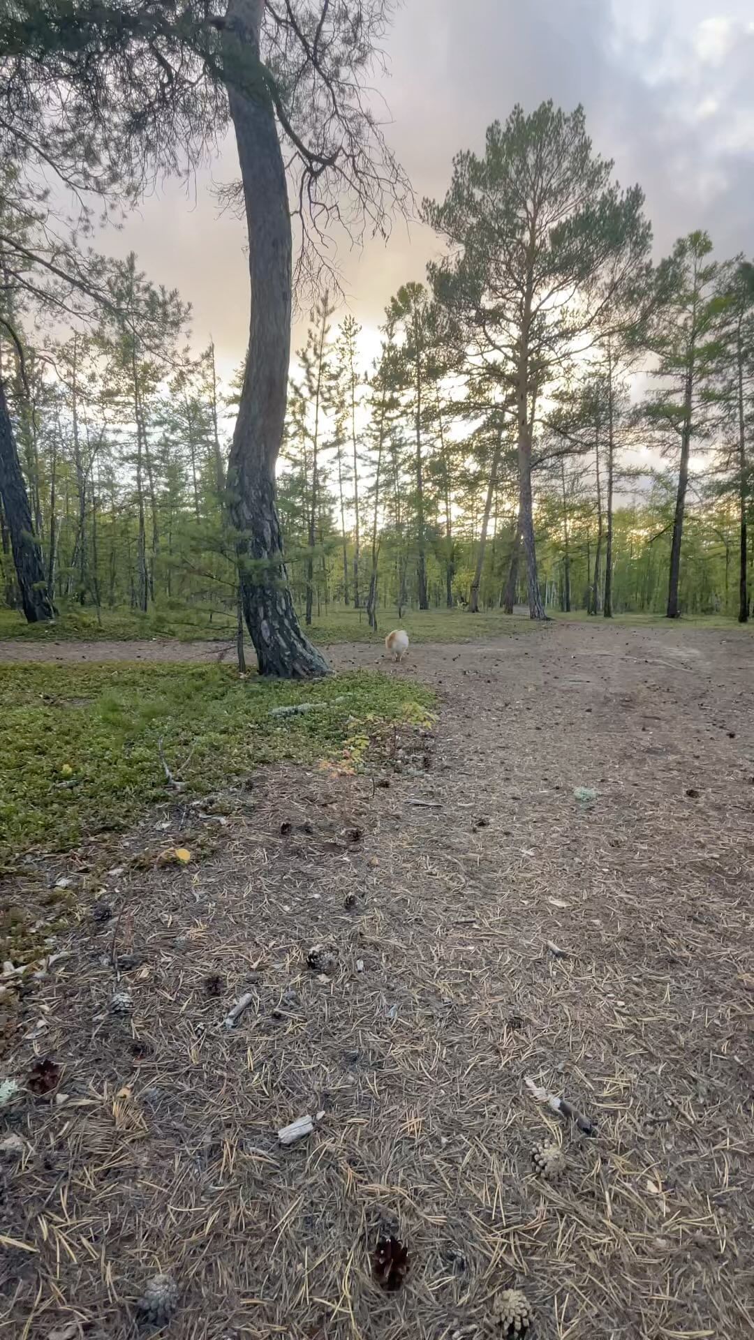 sv_svetik.vs в LOOKY. . К осени 🍂🍁🌲 готов...