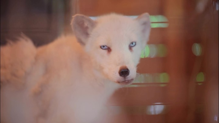 myfoxfamily in LOOKY. . Чтобы не было слишко...