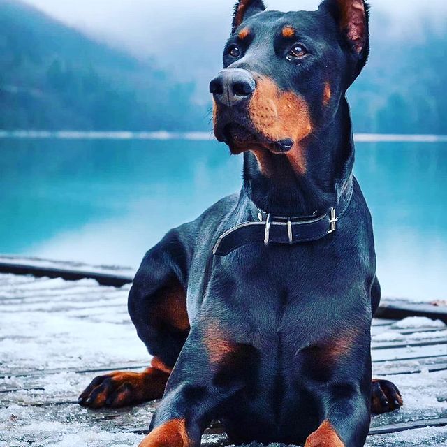 fadigo_hilstore в LOOKY. #подпискавзаимно,#подписканаподписку,#подписка,#подпишисьвзаимно,#следуйтезамной,#подпишисьнаменя,#я,#подпискавзаимнаяподписка,#подписказаподписку,#подписка4подписка,#follow4follow,#followbackalways,#follow4followback,#follows,#pleasefollowme,#followme,#f4f,#follow4like. Хочу собаку 
#подпис...