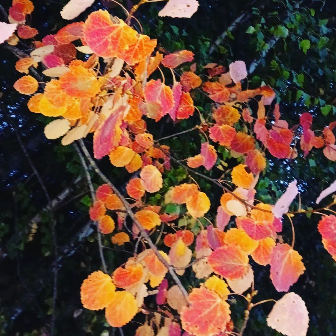 svetikgoleva413 in LOOKY. . 🍂