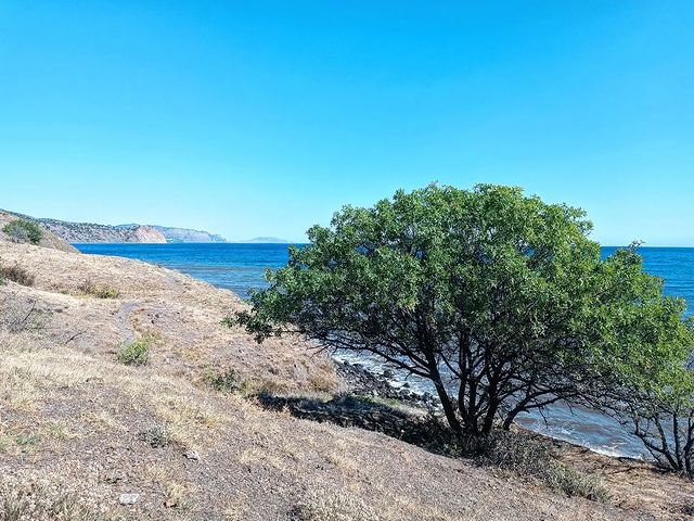 air в LOOKY. #фисташка,#pistacia,#море,#осень,#autumn,#крым,#россия,#побережье,#sea,#sealovers,#seaside,#sealife,#crimea,#russia,#beach,#пляж,#naturelovers,#nature,#landscapephotography. #фисташка #pistacia ...