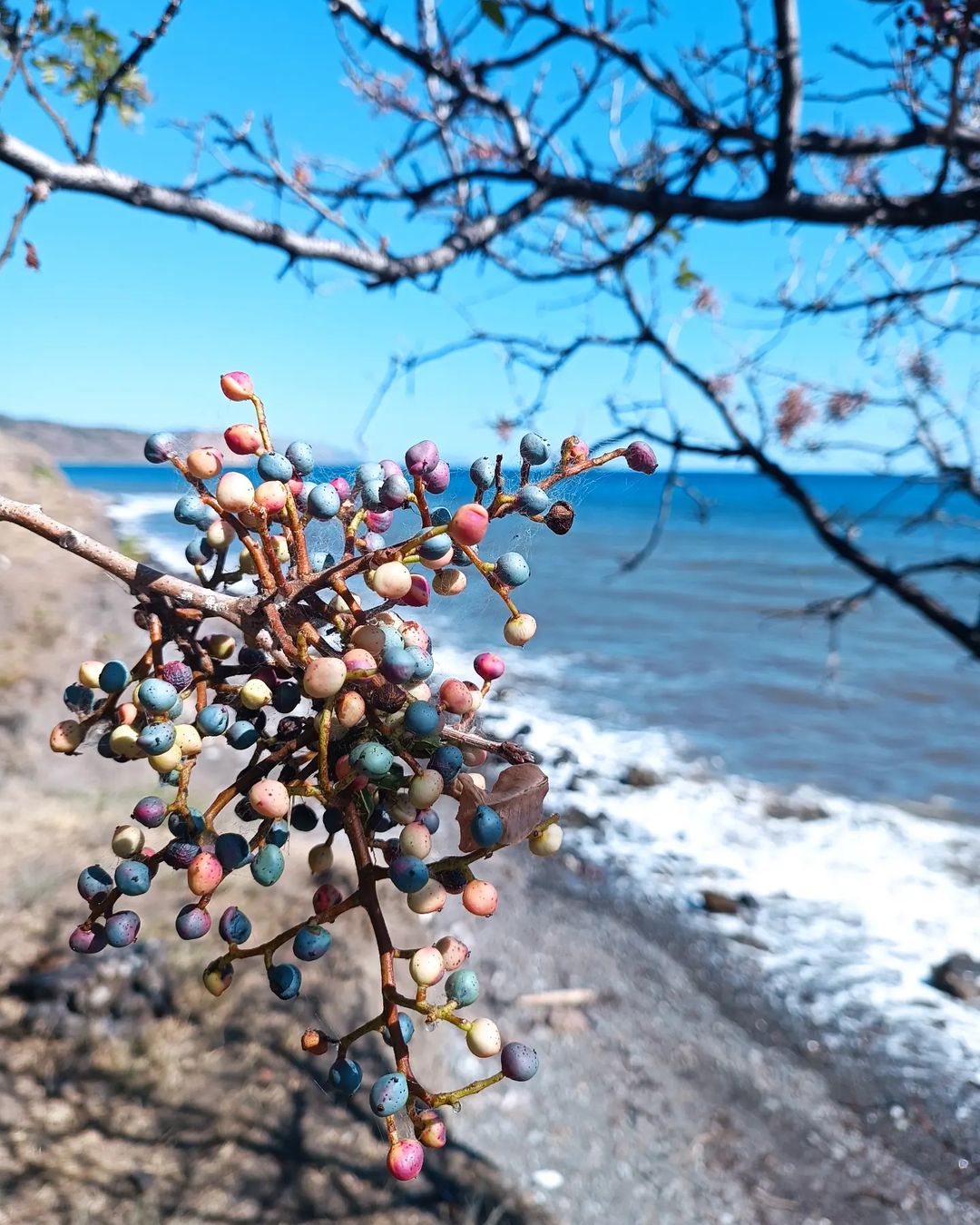 air в LOOKY — #фисташка #pistacia #море #осень #autumn #крым #россия #побе