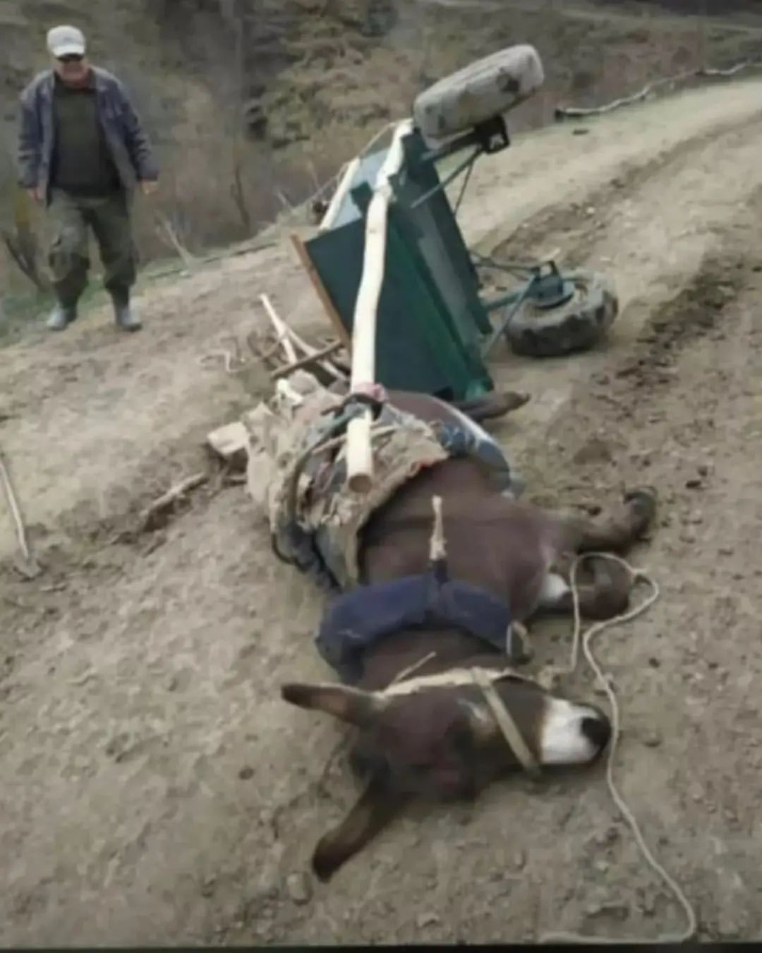 abu_sultan_name в LOOKY — публикация